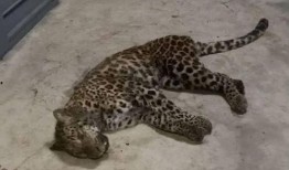 遇见豹子最新爆料图片,最新爆料图片揭秘神秘动物真容