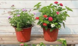 厦门小阿姨最新爆料视频,揭秘视频背后的惊人真相！