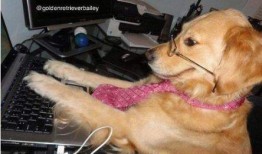 小狗眨眨眼爆料视频大全,揭秘萌宠眨眼瞬间，萌化你的心