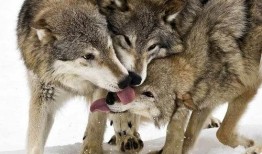 娱乐吃瓜酱狼性,揭秘娱乐圈背后的真实故事