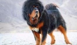 网友爆料藏獒视频,威猛雄壮，引网友热议