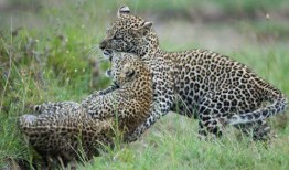 遇见豹子最新爆料图片,最新爆料图片揭秘神秘动物真容