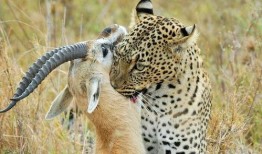 遇见豹子最新爆料图片,最新爆料图片揭秘神秘动物真容