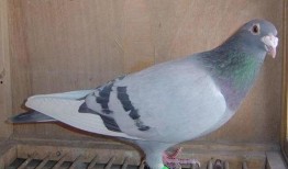 鸽子爆料亲生父母视频大全,鸽子爆料亲子视频大合集