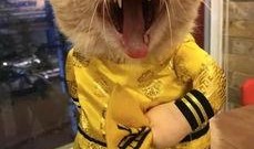 吃瓜网红喵小吉,吃瓜网红的趣味生活揭秘