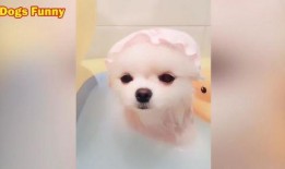 小狗眨眨眼爆料视频大全,揭秘萌宠眨眼瞬间，萌化你的心