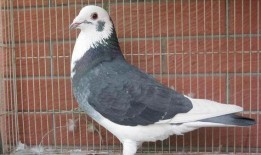 鸽子爆料亲生父母视频大全,鸽子爆料亲子视频大合集