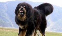 网友爆料藏獒视频,威猛雄壮，引网友热议