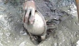 韩国鲶鱼爆料视频大全集,揭秘娱乐圈幕后真相