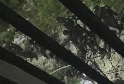 柬埔寨木牌最新爆料