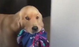 小狗眨眨眼爆料视频大全,揭秘萌宠眨眼瞬间，萌化你的心