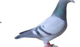 鸽子爆料亲生父母视频大全,鸽子爆料亲子视频大合集