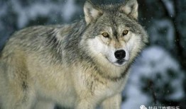 娱乐吃瓜酱狼性,揭秘娱乐圈背后的真实故事