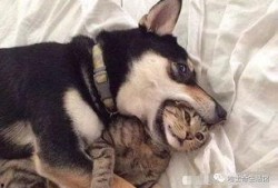 二狗爆料谢航视频大全下载,揭秘背后真相与精彩瞬间