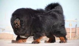 网友爆料藏獒视频,威猛雄壮，引网友热议