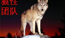 娱乐吃瓜酱狼性,揭秘娱乐圈背后的真实故事